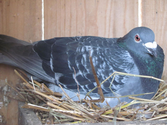 IMG_0600 - 18 mai 2014