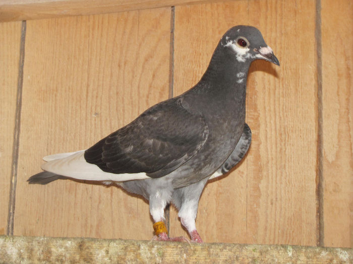 IMG_0603 - 18 mai 2014