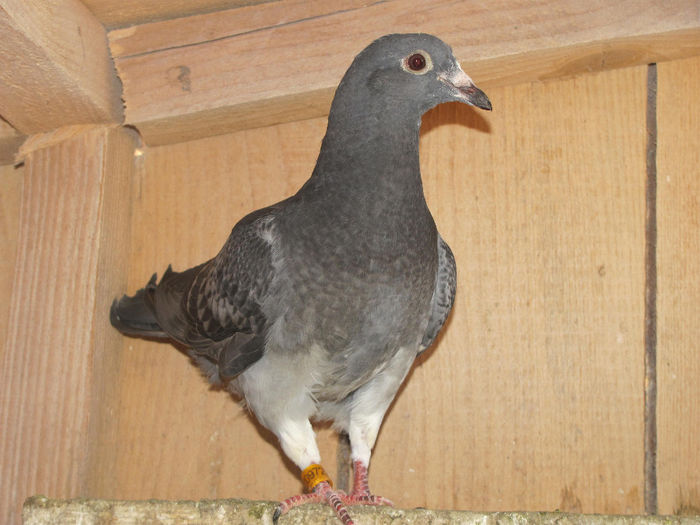 IMG_0605 - 18 mai 2014