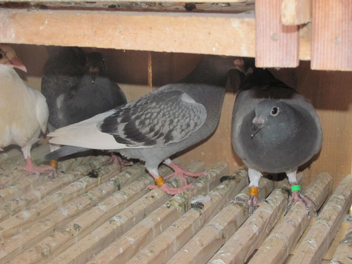 IMG_0607 - 18 mai 2014