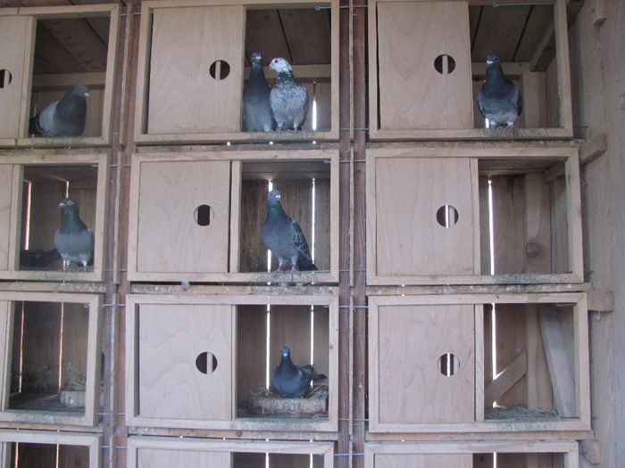 IMG_0615 - 18 mai 2014