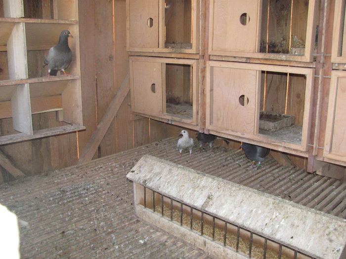 IMG_0617 - 18 mai 2014