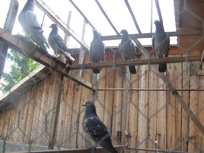 IMG_0621 - 18 mai 2014