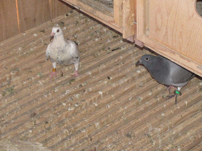 IMG_0622 - 18 mai 2014