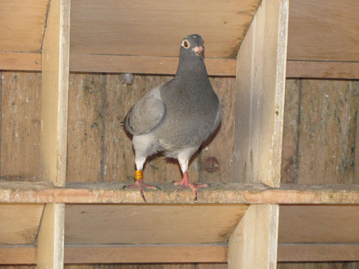 IMG_0623 - 18 mai 2014