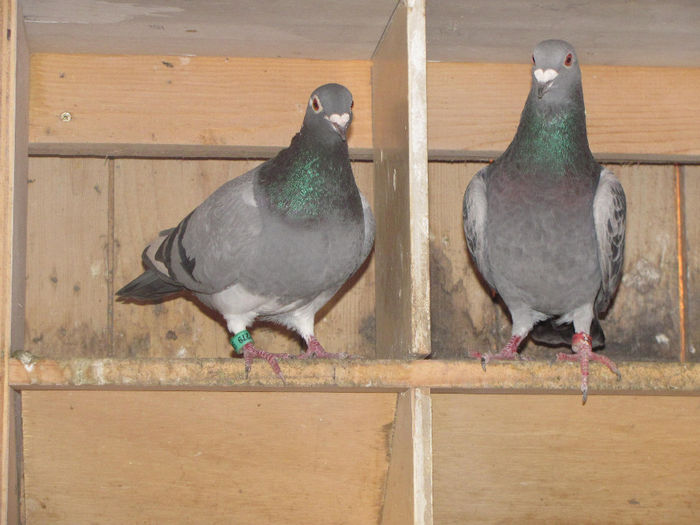 IMG_0624 - 18 mai 2014