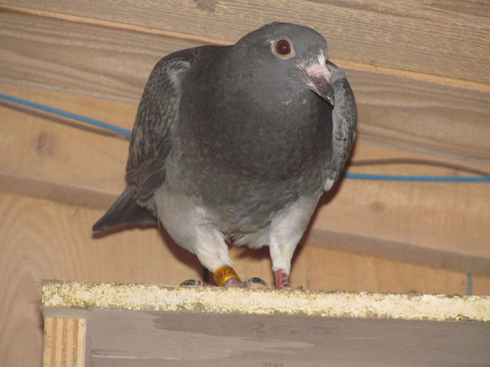 IMG_0625 - 18 mai 2014