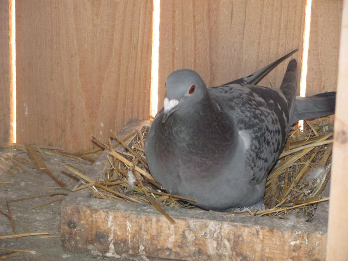 IMG_0629 - 18 mai 2014