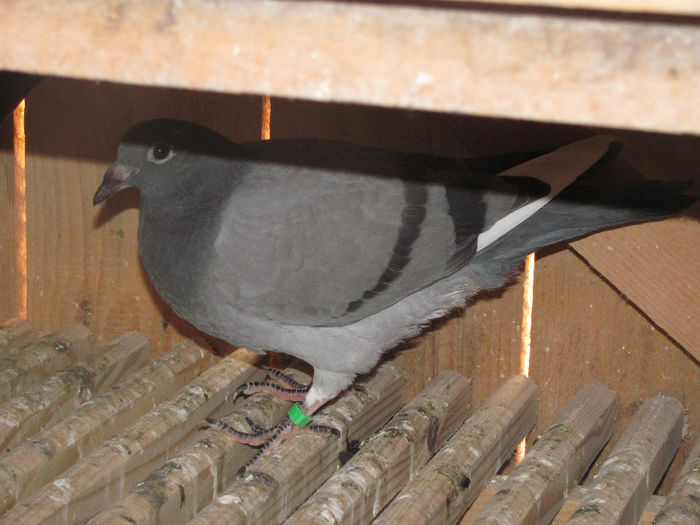 IMG_0631 - 18 mai 2014