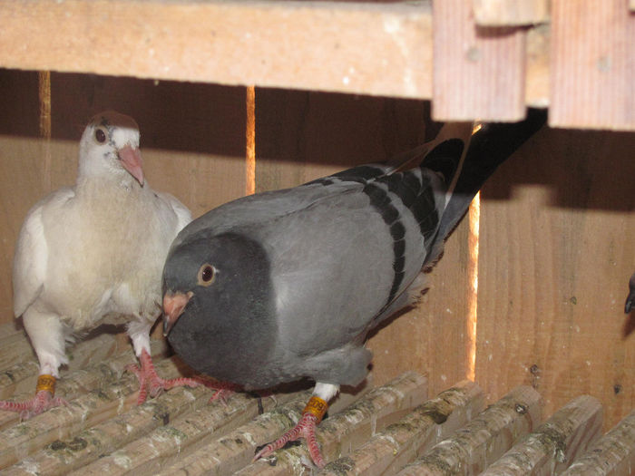 IMG_0632 - 18 mai 2014