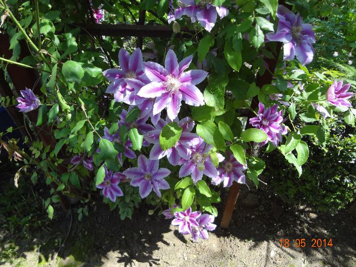 Clematita - Flori 2014