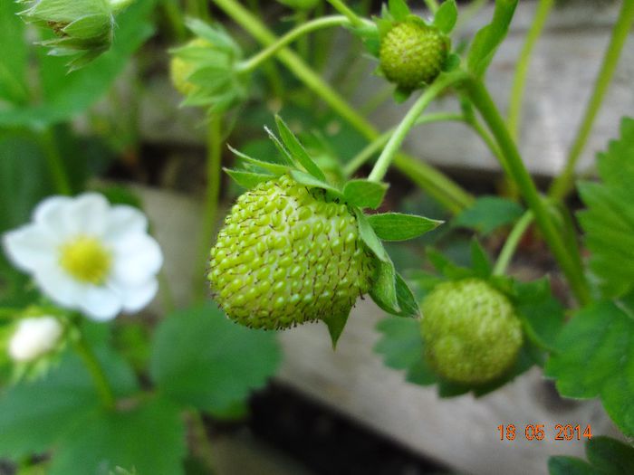 la tara 18.05.2014 029 - Flori 2014