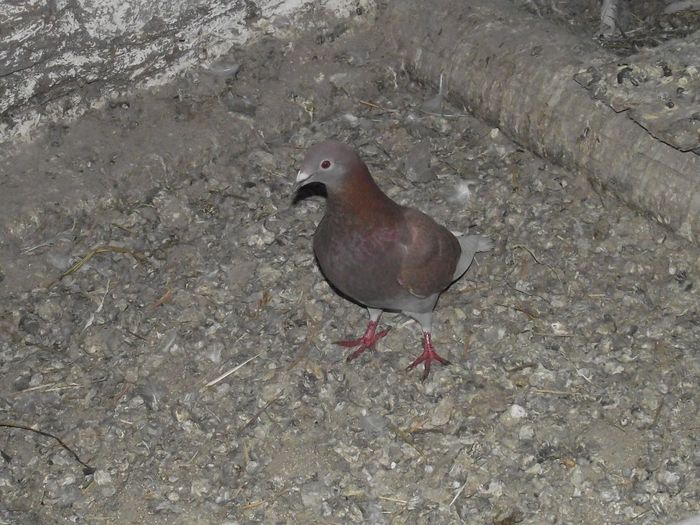 DSCF7654 - Porumbei Voiajori