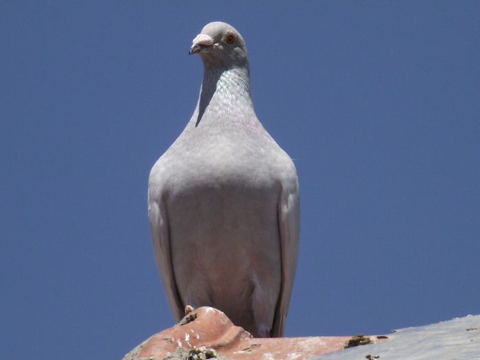 DSCF7680 - Porumbei Voiajori