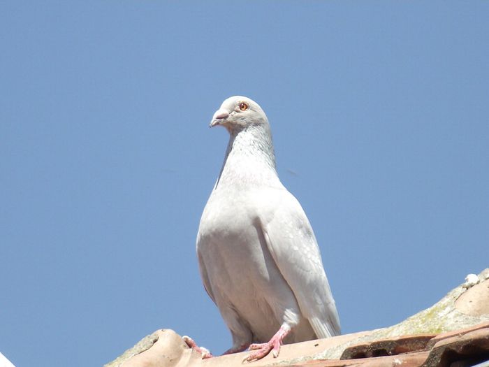 DSCF7686 - Porumbei Voiajori