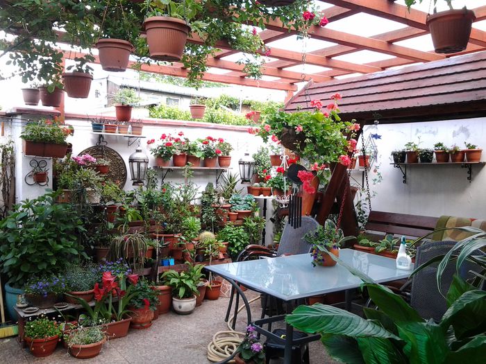 terasa mare..m-au "inundat florile!" - 1mai