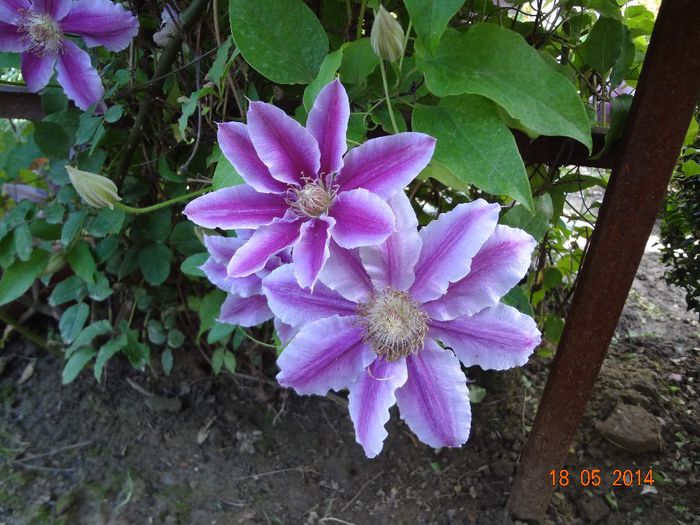 la tara 18.05.2014 328 - Flori 2014