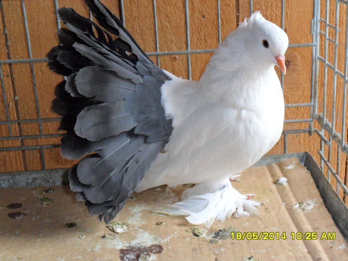 SAM_2327 - tineret 2014