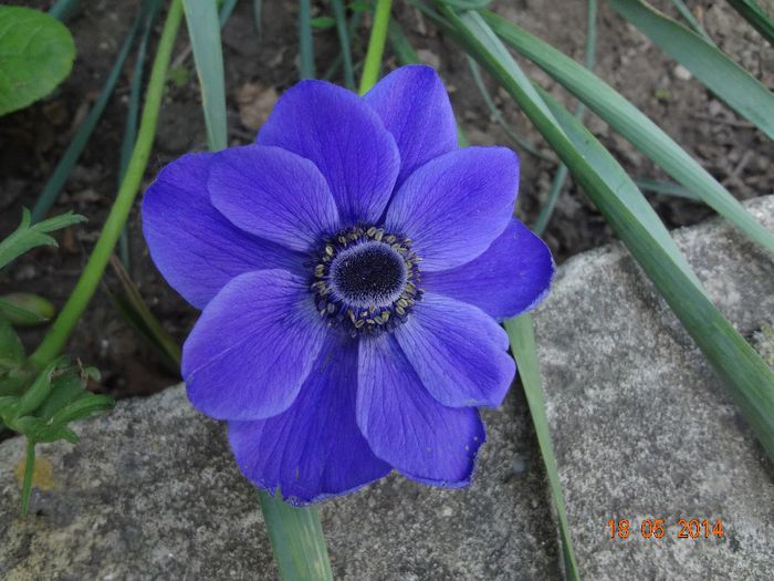 la tara 18.05.2014 339 - Flori 2014