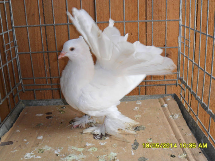 SAM_2340 - tineret 2014
