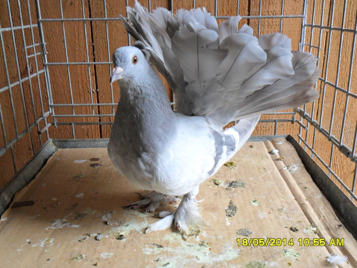 SAM_2350 - tineret 2014