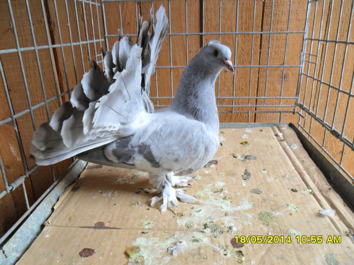 SAM_2352 - tineret 2014
