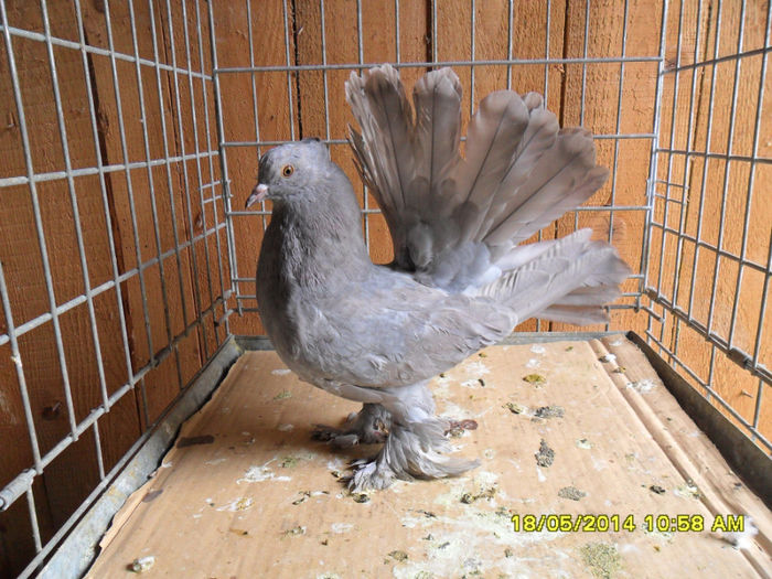 SAM_2355 - tineret 2014