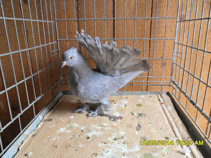 SAM_2358 - tineret 2014