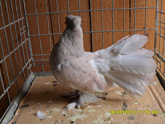 SAM_2380 - tineret 2014