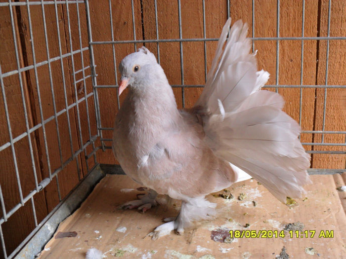 SAM_2385 - tineret 2014