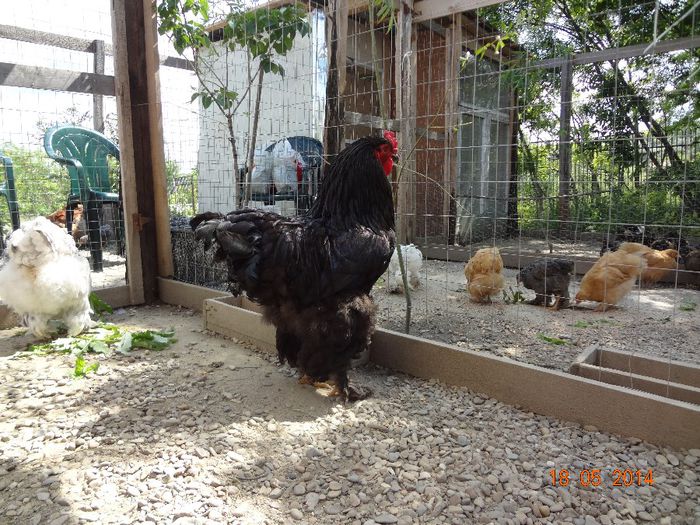 la tara 18.05.2014 124