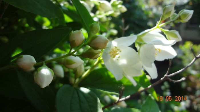 la tara 18.05.2014 310 - Flori 2014