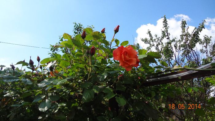 la tara 18.05.2014 314 - Flori 2014