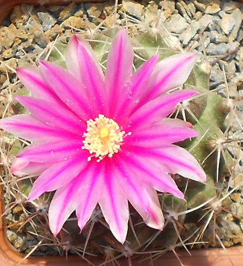 thelocactus sausserii - b1-cactusi 2014