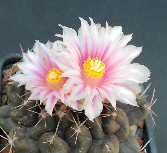 thelocactus bueckii - b1-cactusi 2014