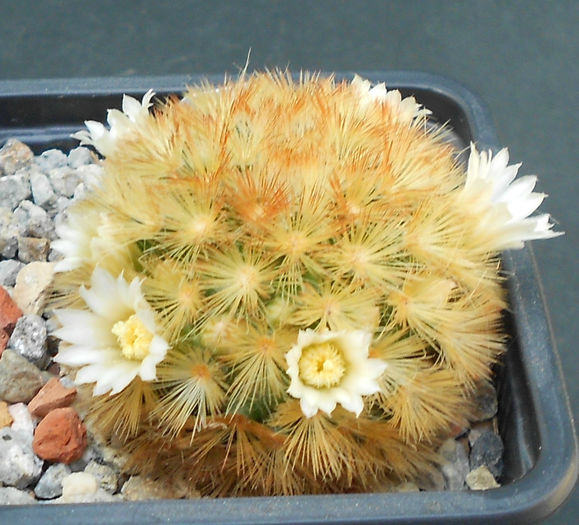 mammillaria carmenae rubrispina - b1-cactusi 2014