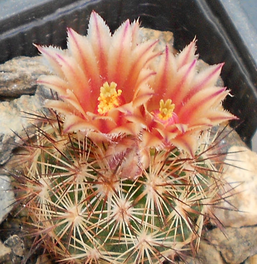 escobaria bella - b1-cactusi 2014