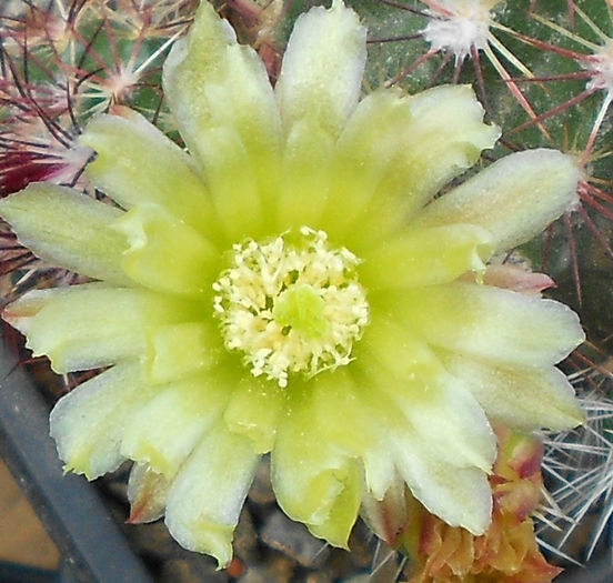 echinocereus viridiflorus(floare) - b1-cactusi 2014