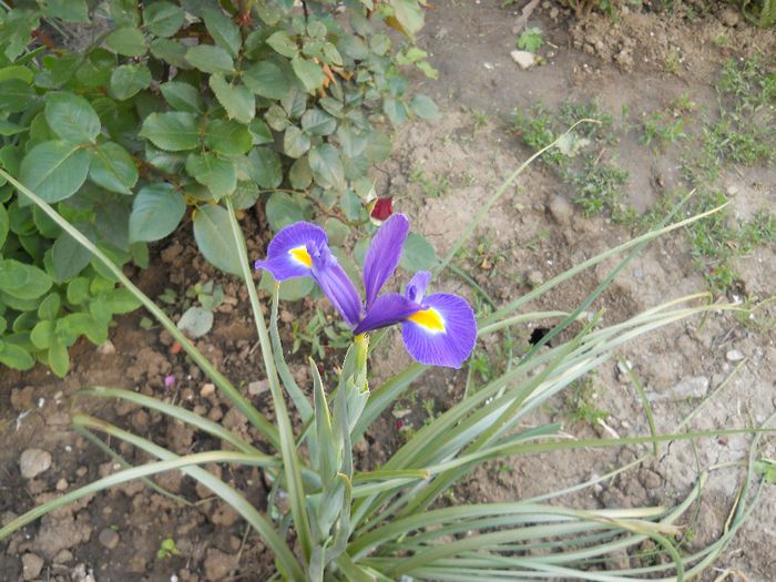 iris holandica - irisi