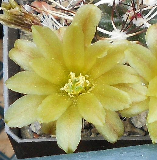 echinocereus davisii(floare) - b1-cactusi 2014