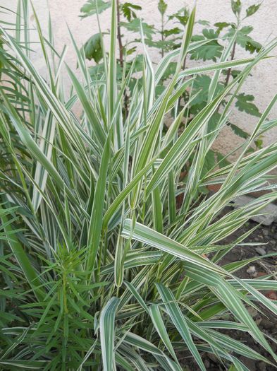 iarba phalaris - flori de gradina