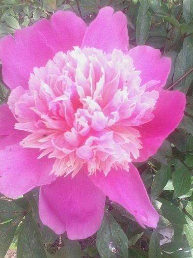 bujor roz - flori de gradina 2014