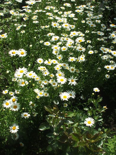 DSCF9783 - 2014 Gradina