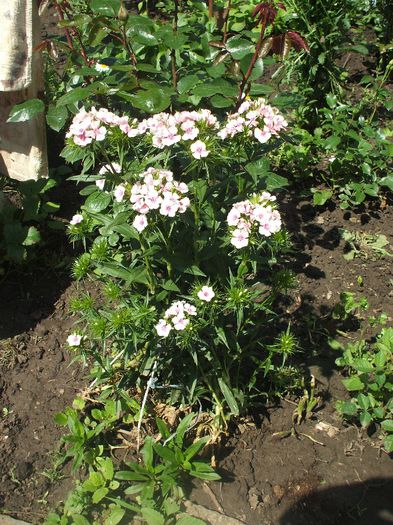 DSCF9791 - 2014 Gradina