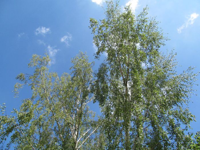 mesteacan - Diverse 1 - Plimbari