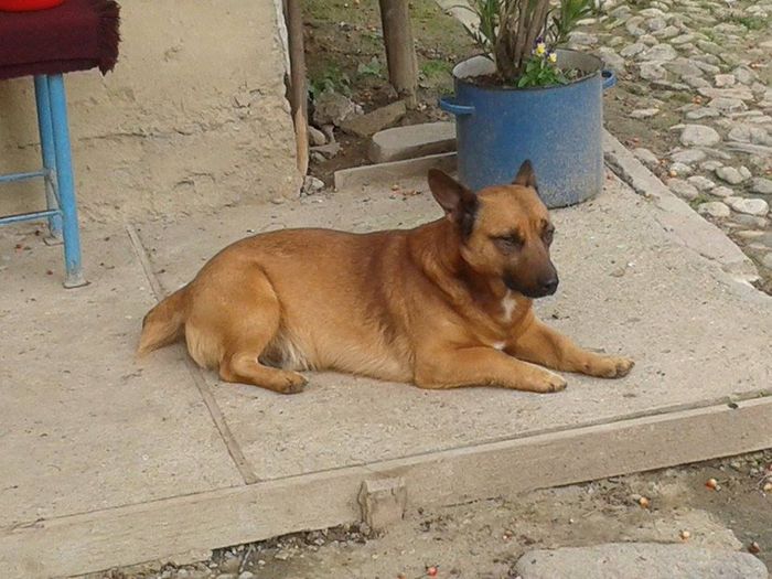 1920005_249147221952053_7794074761742840373_n