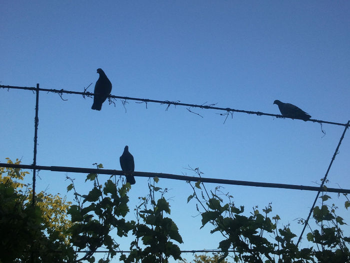 2014-05-18 19.58.08 - PORUMBEI