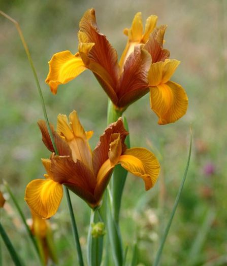 iris holandica bronze beauty0,46 lei - litera i