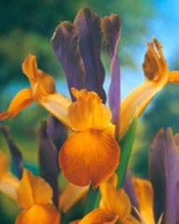 iris hollandica bronze queen 0,46 - litera i
