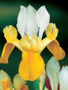iris hollandica galben alb 0,48 lei - litera i